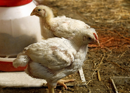 设施笼家畜两只幼小的鸡肉养有白羽毛图片