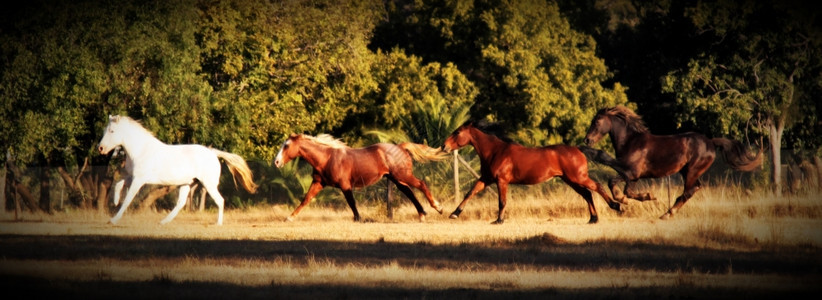 四匹马在HD的冬季草地上跑过四匹马令人惊叹的动物跑步图片