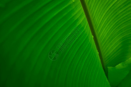 颜色特写香蕉绿叶与雨滴子上的水香蕉绿叶纹理背景热带森林中的绿叶墙纸植物园的自然线条图案质地新鲜的图片