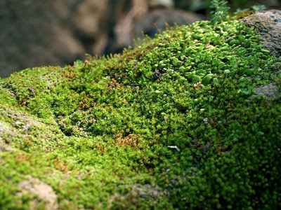 丛林自然生命背景在阳光下的绿苔草紧闭秋天全球的图片