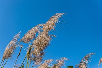 花草和蓝天空图片