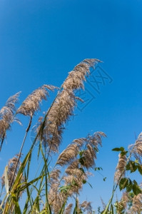 花草和蓝天空图片