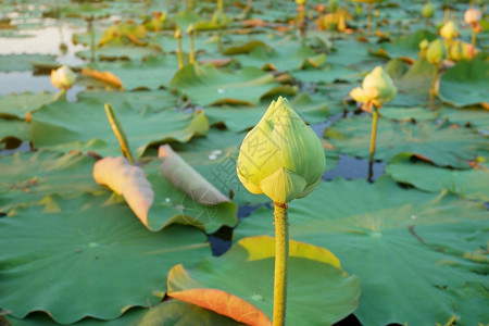 白莲花或清晨阳光美丽的池塘中百合丽水花瓣热带春天背景图片