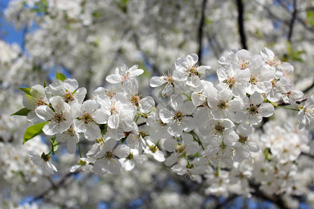 春天的樱桃枝树五月花和平图片