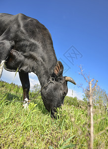 盯着牛在田野上牧的肖像年轻黑牛或吃草好奇的笑有趣大鼻子和自然背景小牛眼睛图片