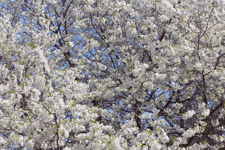 春天的樱桃枝树森林绿色开花背景图片