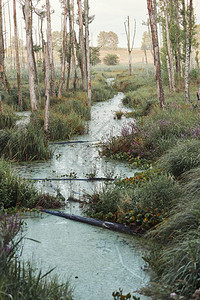 河木头沼泽地田野树木和草地淹水景观图片
