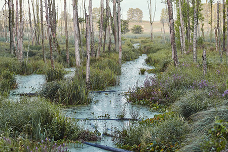 风景沼泽地田野树木和草地淹水荒野池塘图片