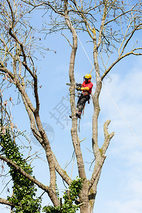 以电锯砍一棵树的阿博利人伐木工林业锋利的图片