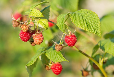 水果一群红草莓乡村的夏天图片