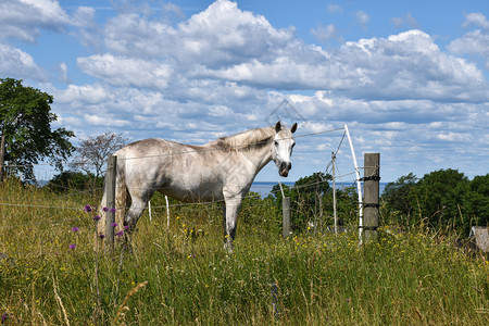 瑞典奥兰德岛草原上的奇异白马自由骘风景优美图片