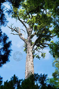 松树和蓝天空森林自然概念郁葱背光山图片