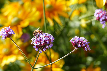 美丽的摇曳动物紫花上蜜蜂收集粉图片