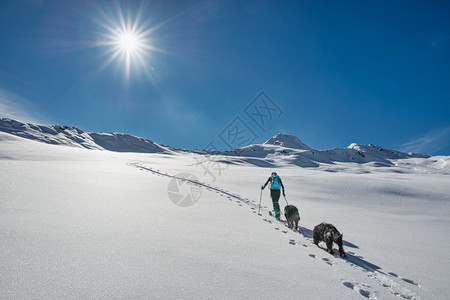 冬季滑雪的运动者与雪橇狗背景图片
