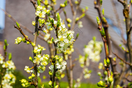 李属培育养以白小玫瑰将果树紧闭在春季种植有机水果在春季种植有机水果图片