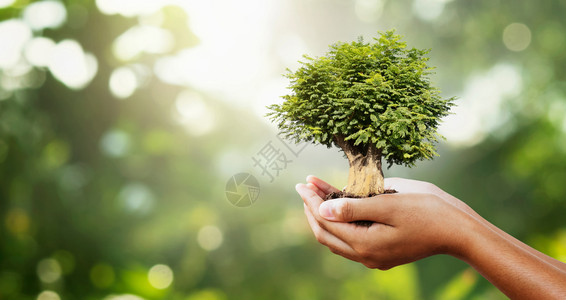 友好将手持树挂在模糊的绿上并带有阳光概念生态环境的图片