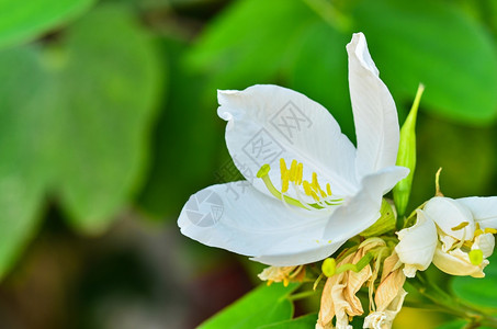 美丽的紫荆花图片