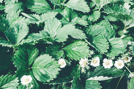 蔬菜夏日花园的白草莓朵树叶自然图片