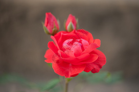红色的爱庆祝情人节明红玫瑰夜光闪亮的红玫瑰花园图片