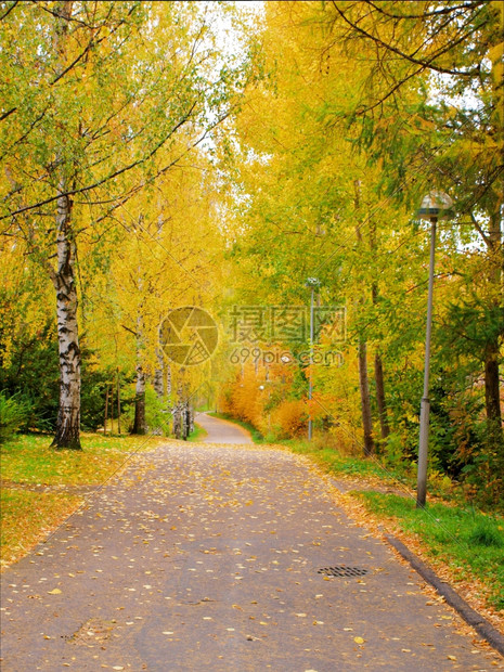 秋天树林里的道路图片