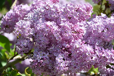 绽放粉色的束春日紫彩丁香图片