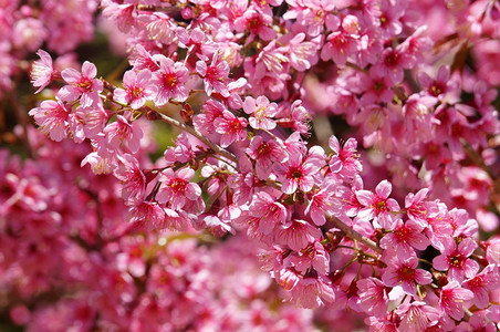 春花美丽的天与樱花盛开在充满活力的粉红中樱花是特别的越南达拉春天开花神奇的老树漂亮景色直到天空创造抽象的背景好分支杏图片