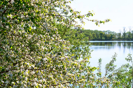美丽池塘和开花的树湖上开花早春湖上的布什白花开树早春布什白池塘和开的树衬套加里宁格勒图片