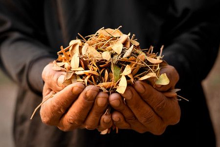 树叶用于农作堆肥的干叶农业概念植物树图片