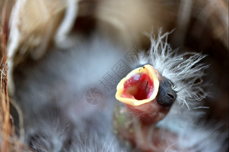 生活夏天鸟巢里有婴儿紧贴着鸟巢生物学图片