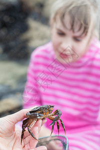 水池海洋人们在滩上岩池发现的看着螃蟹年轻女孩图片