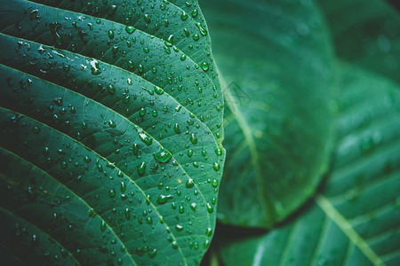 植被生活清晨的露水在日出时发亮绿叶上的雨水户外背景图片