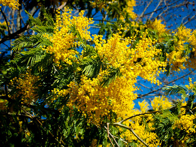 颜色树开花黄的Mimoza正在春城盛开图片