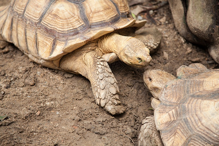 濒危慢的绿色动物园内大型海龟繁殖区卡拉帕斯的风格和颜色不同寻常图片