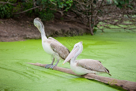 在水上站立的金石达马提亚账单动物群羽毛图片