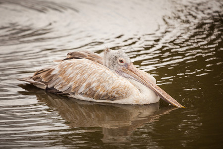 禽类自然在水上站立的金石达马提亚图片