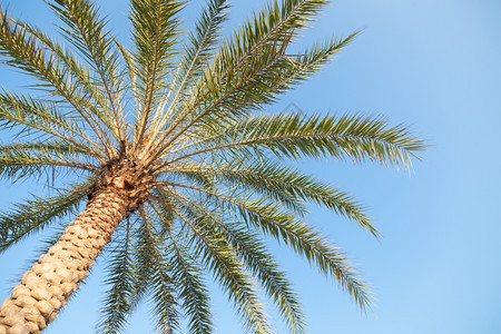 高的植物棕榈树木生长在热带地区和高树上木材种植在热带地区和高树上图片
