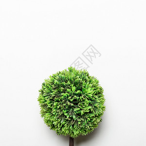 高分辨率照片绿色装饰小树高质量照片优度户外在室内树干图片