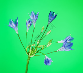 紫罗兰蓝色的花束以绿背景为蓝本的花团图片