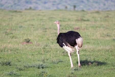 肖像肯尼亚一只鸟在草地上奔跑一只鸟在草地上奔跑自然图片
