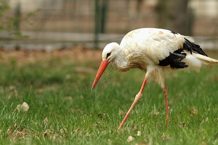 动物界常设鹳在园西科尼亚草原上行走的白鹤图片