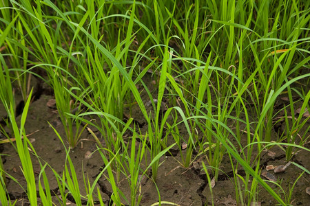 食物稻田里有新鲜绿色的稻米是大谷物农田图片