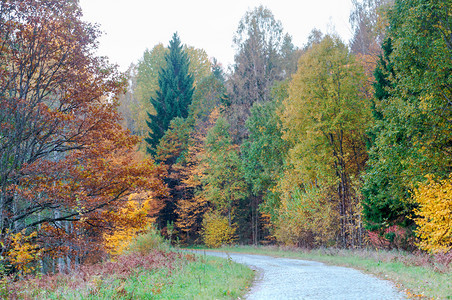 颜色植物目的地秋林中路黄树路图片