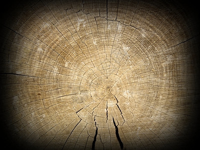 在古老橡木束上的部分美丽树心古代纹理质地老的有条纹图片