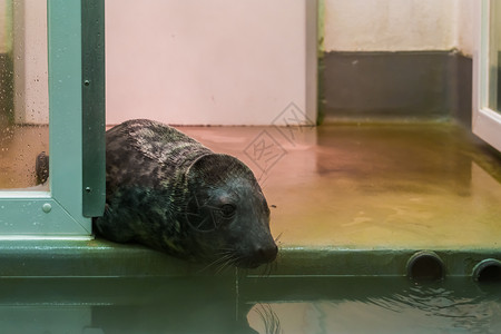 密封件动物收容所的棕色海豹动物保健水面可伸缩的海豹肖像灰色嗜血杆菌图片