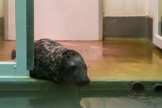 密封件动物收容所的棕色海豹动物保健水面可伸缩的海豹肖像灰色嗜血杆菌图片