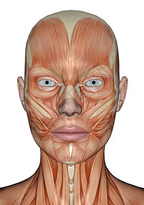 系统女在白色背景中被孤立的现实女头部肌肉的头部肌肉3D运动嘴图片