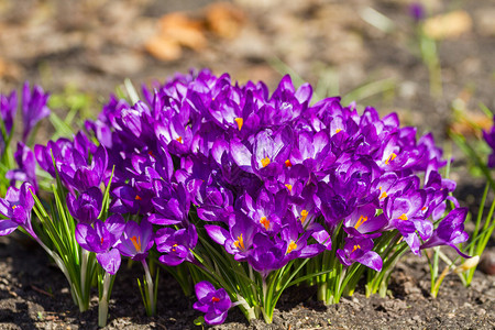 花美丽的春天许多紫色烤面包和阳光树图片