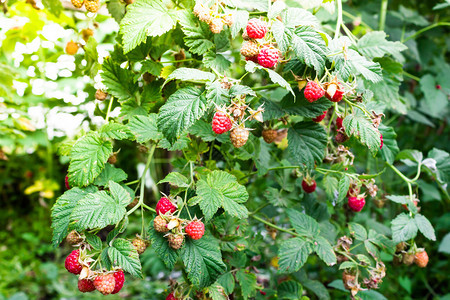 分支在花园绿树上种植新鲜的草莓自然食物图片