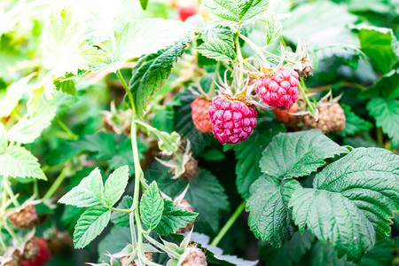 浆果绞刑在花园绿树上种植新鲜的草莓农业图片
