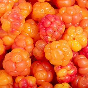 芬兰甜的黄色和红成熟云莓背景作为的浅黄和红绿色亮七月图片